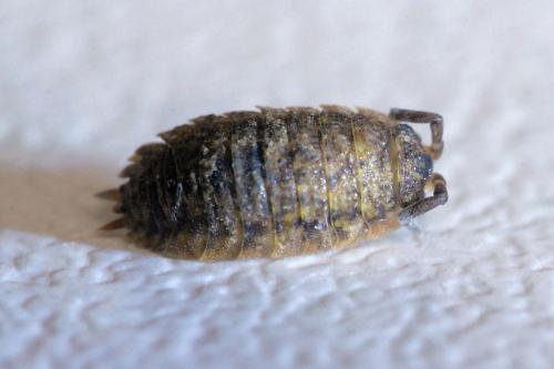 Porcellio scaber